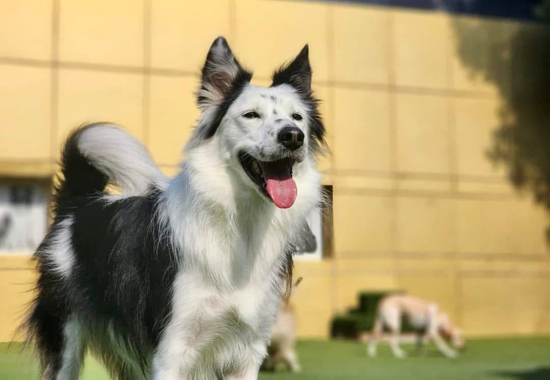 笑顔なボーダーコリー