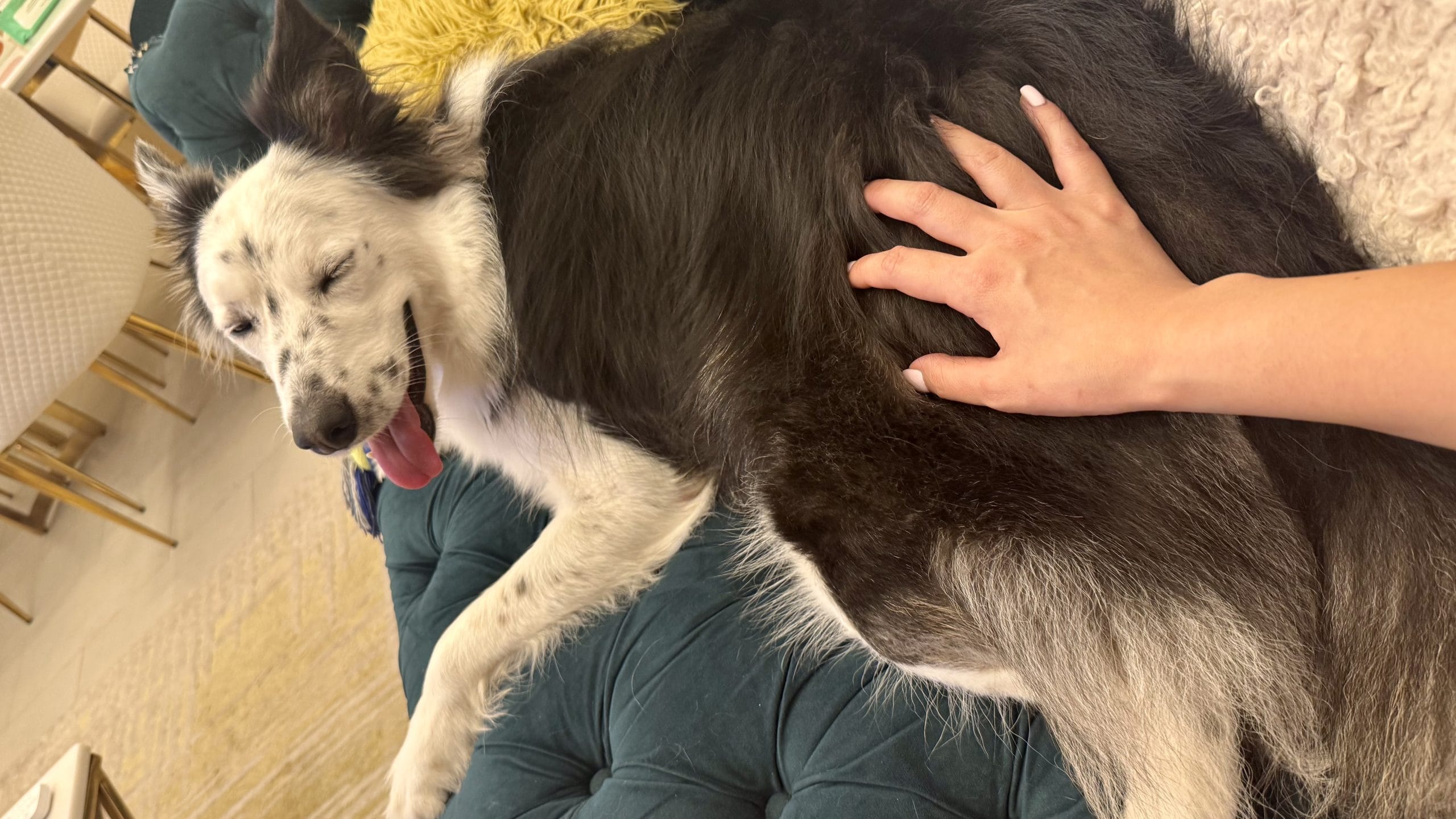 背中とお尻を向けるボーダーコリー