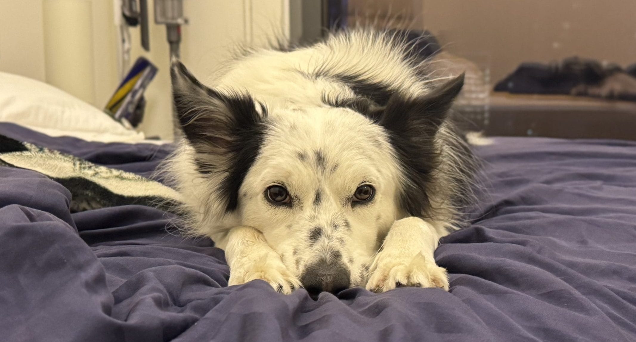 可愛すぎてキュートアグレッションを起こさせる犬