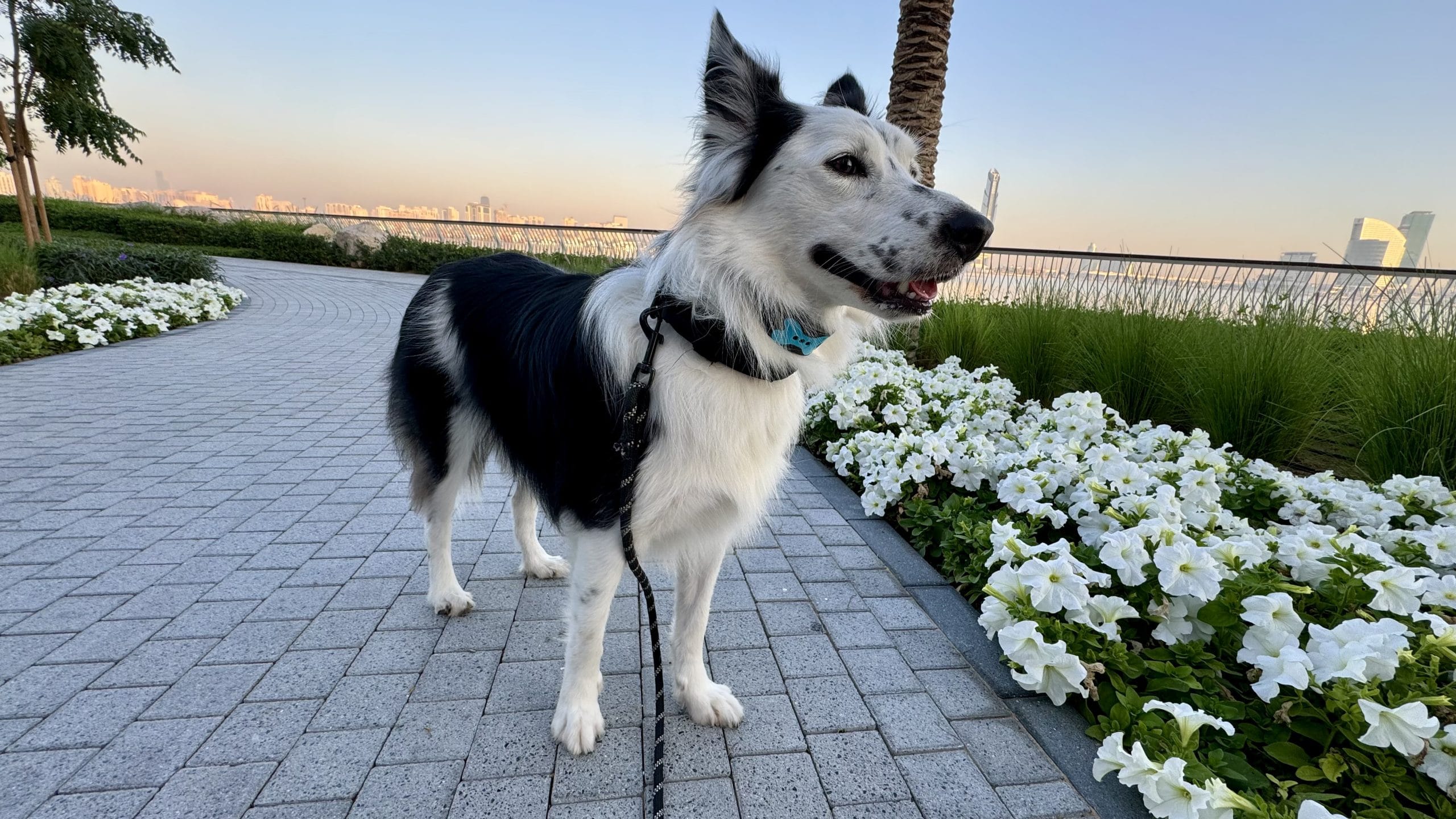 無駄吠え防止首輪つけて散歩してる犬