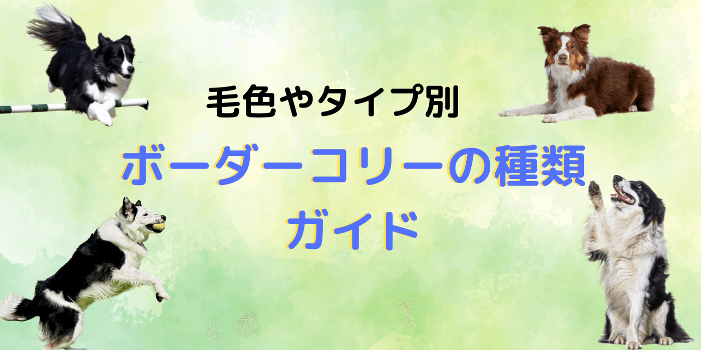 様々な種類のボーダーコリー
