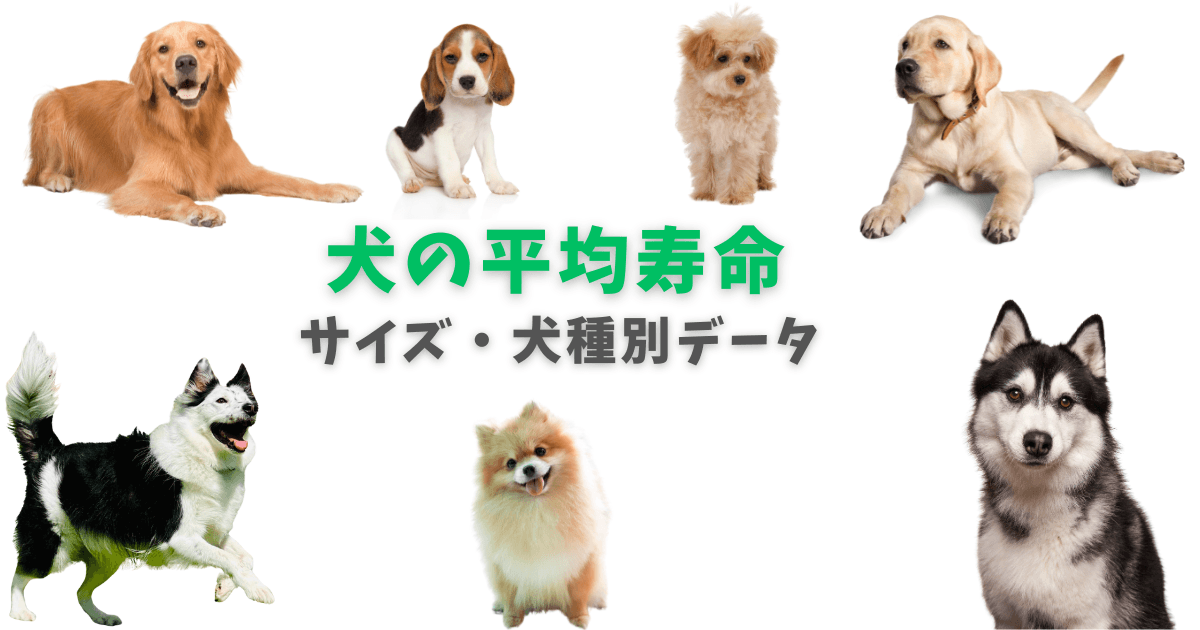 犬の平均寿命：サイズ・犬種別データ