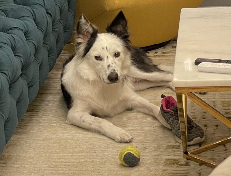 靴やスリッパをいたずらする犬