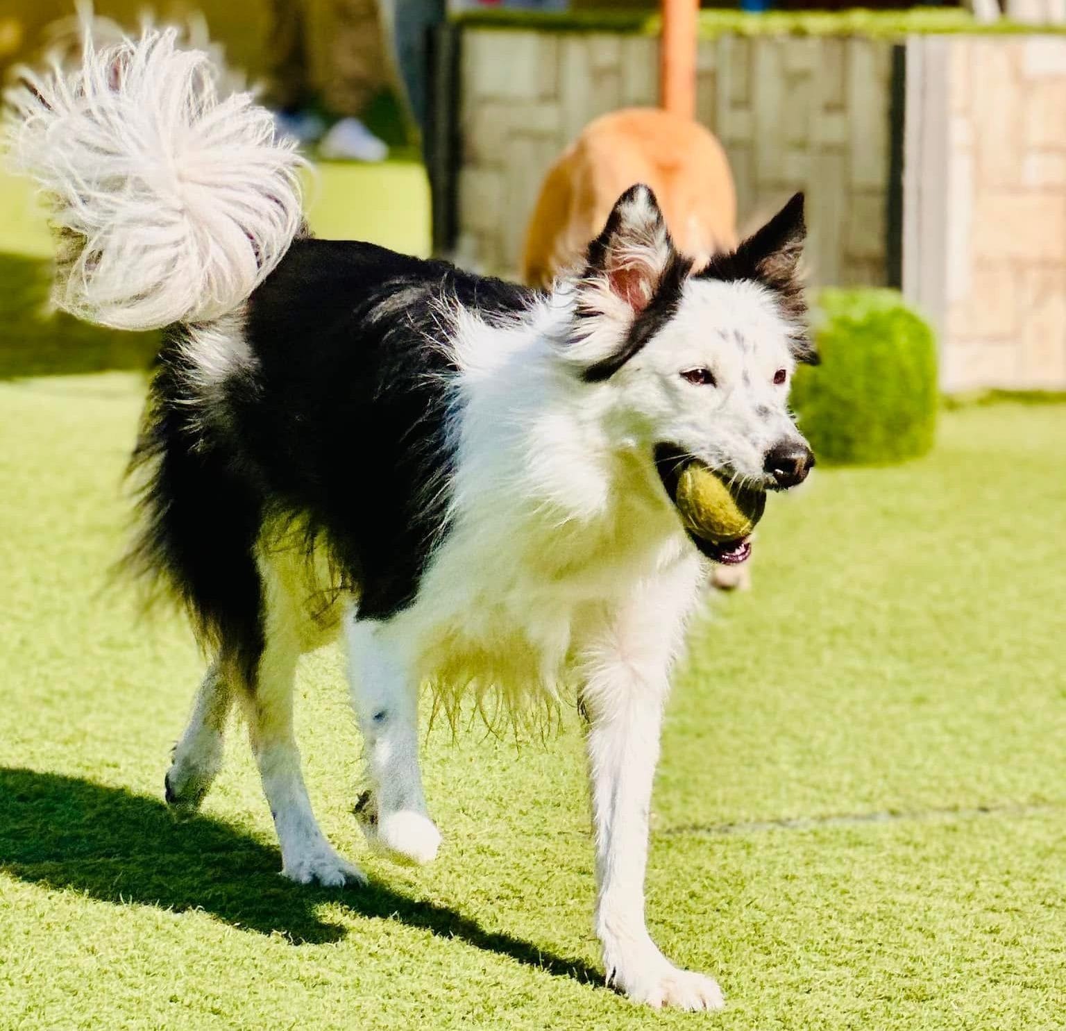 飼いにくいボーダーコリー