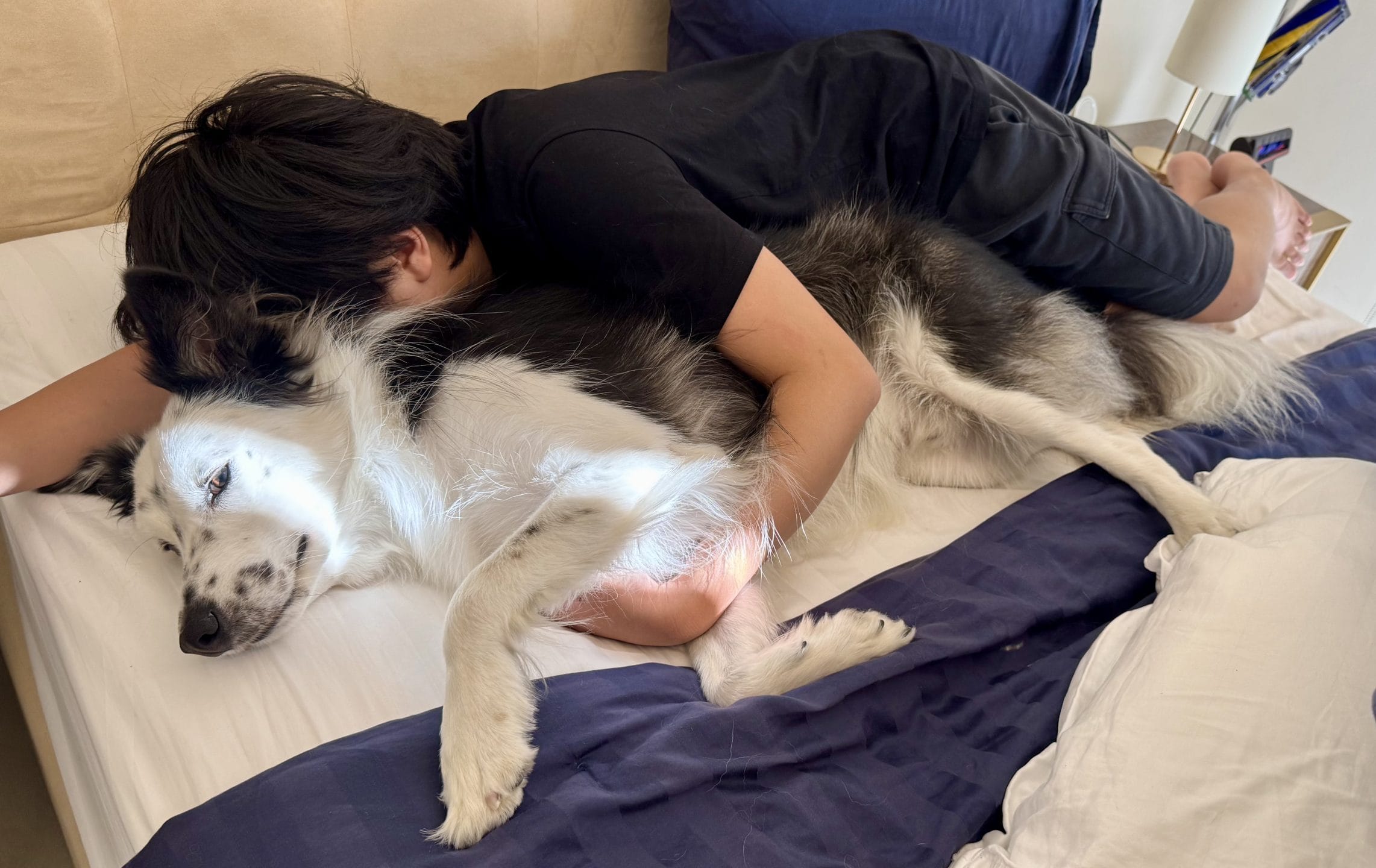 甘えん坊な寝ているボーダーコリー