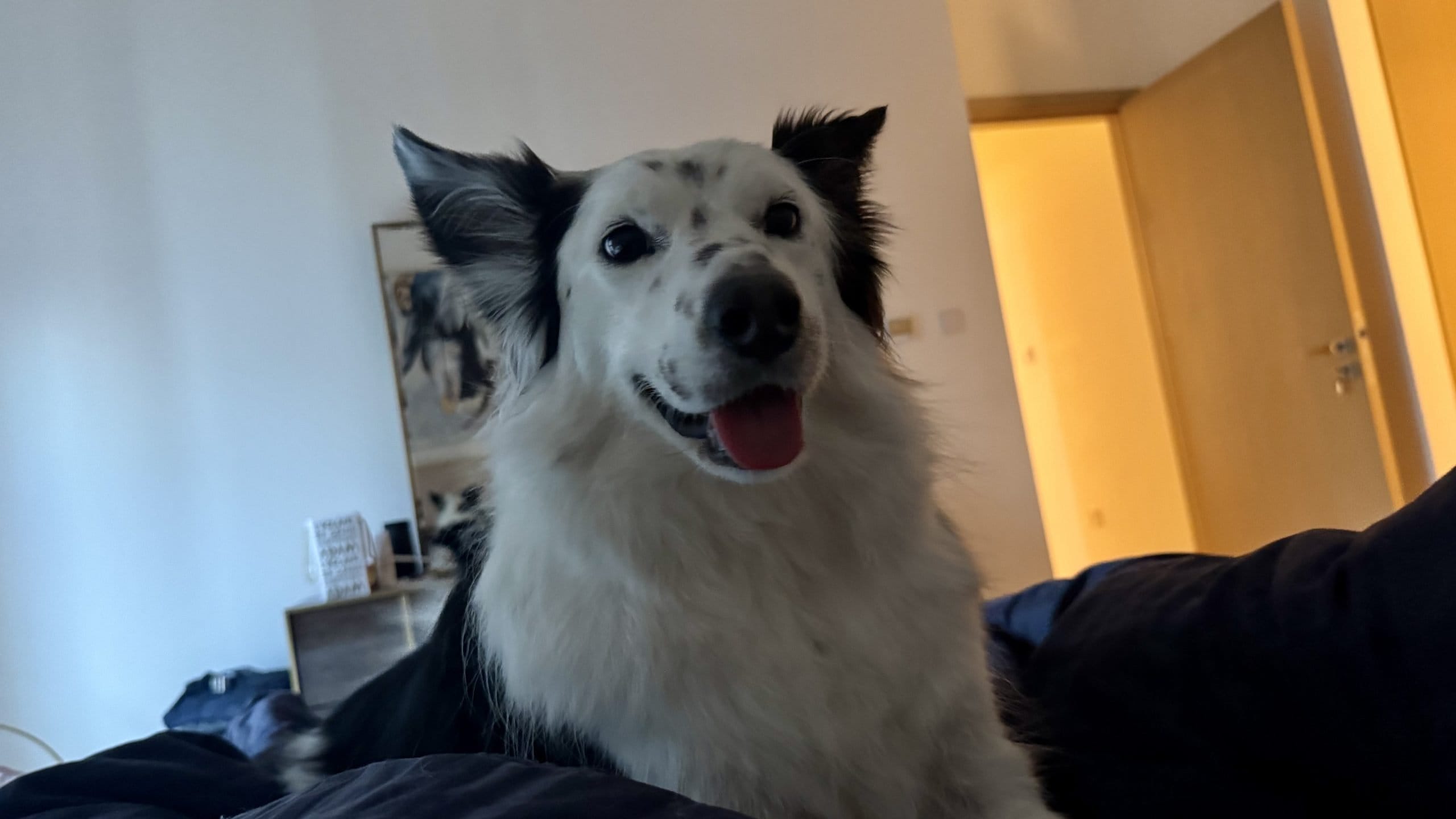 鼻が濡れてる犬