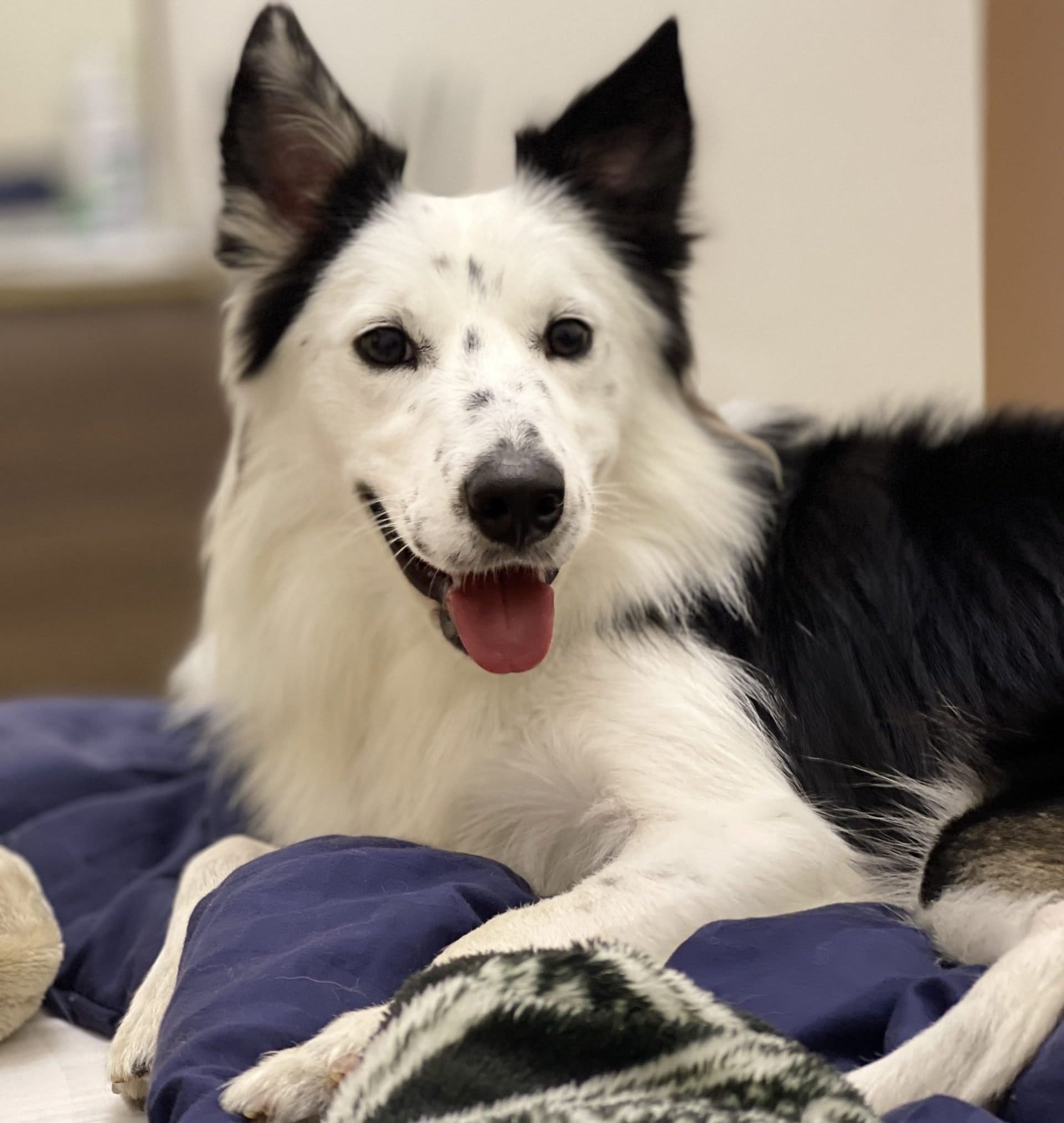 エイスの可愛い写真