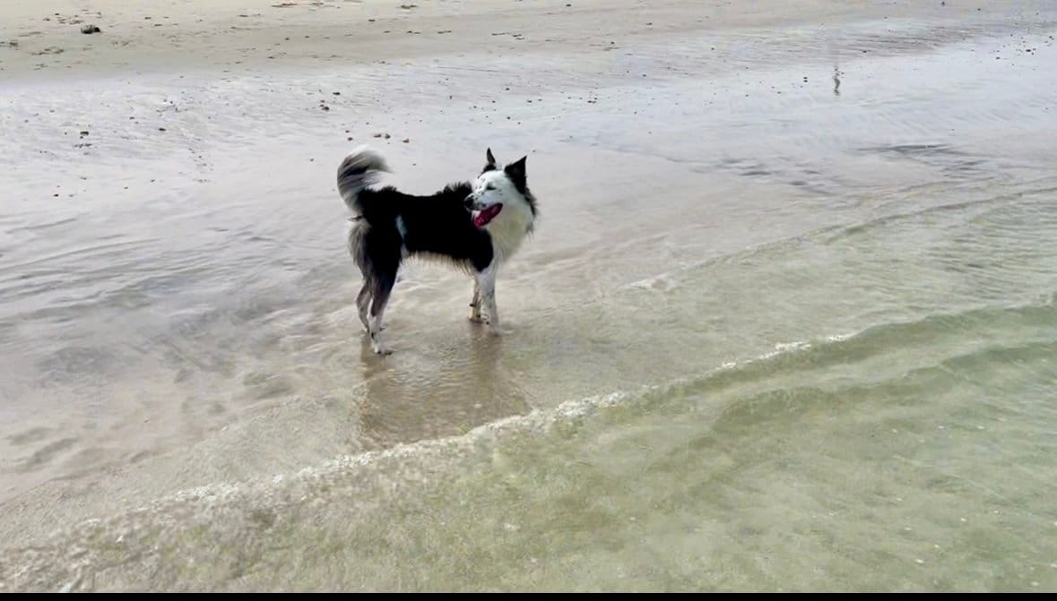 ドバイの犬同伴okのビーチ