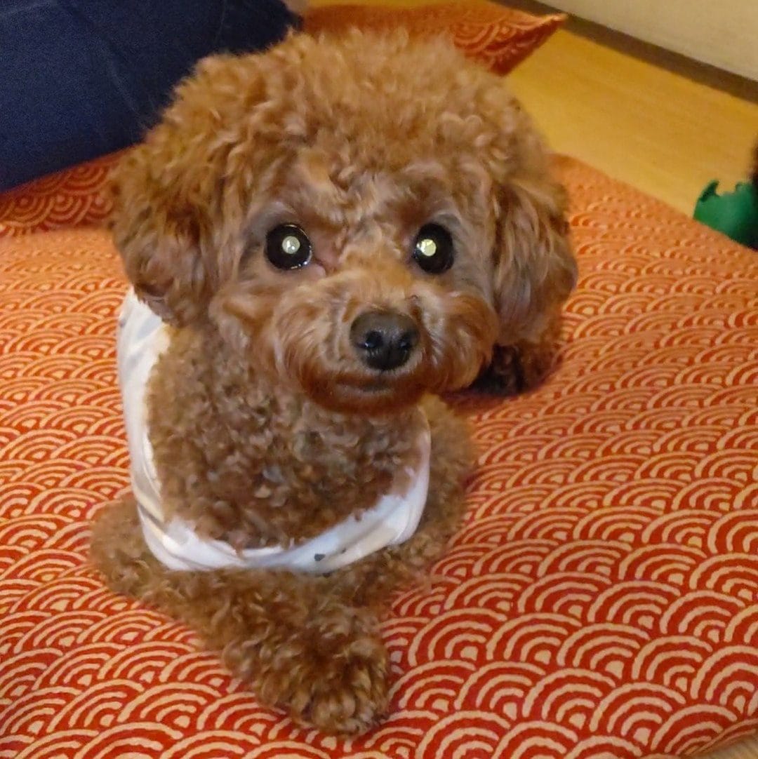 トイプードルの翔ちゃん