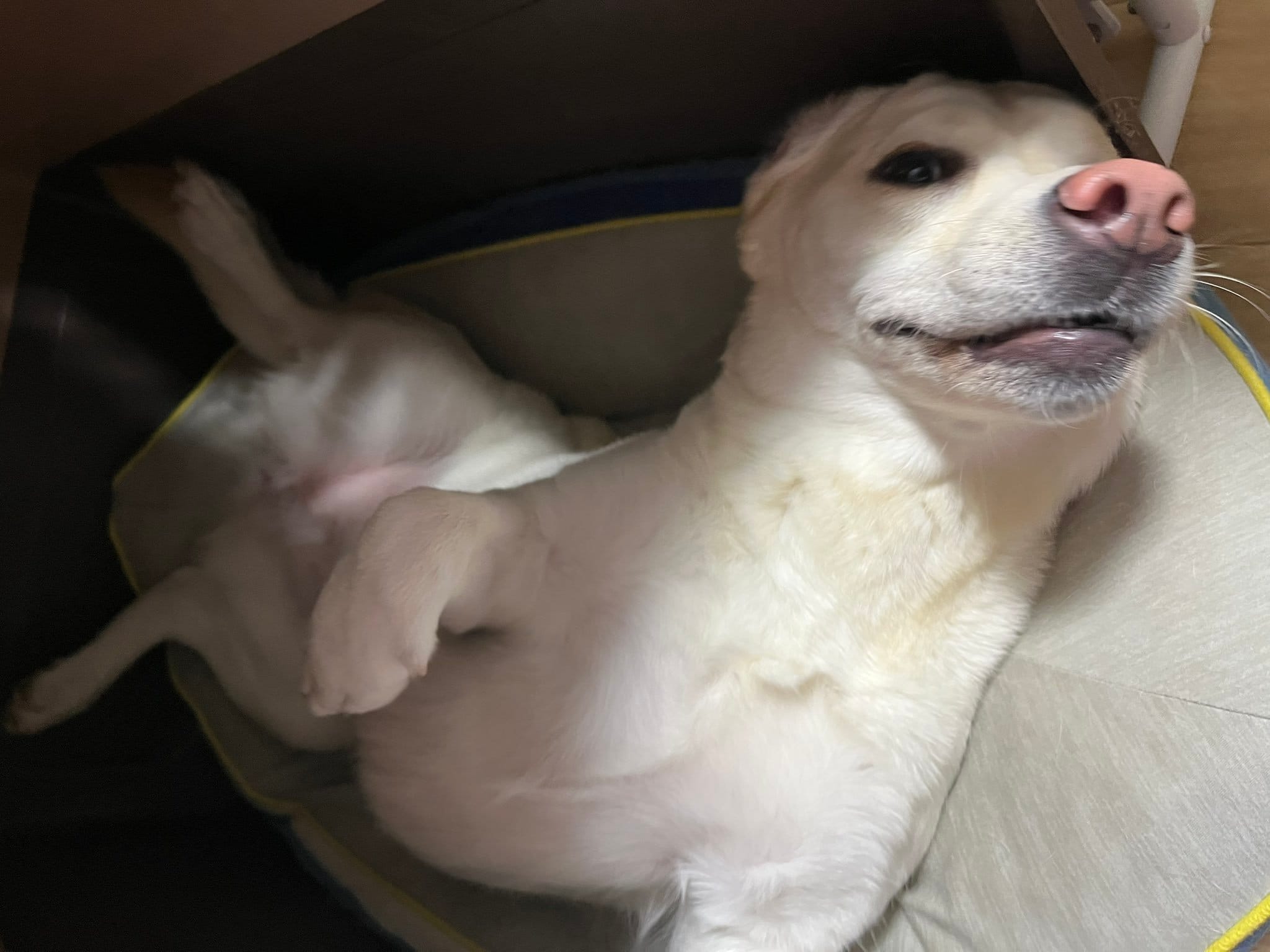 休息中のラブラドールレトリバー