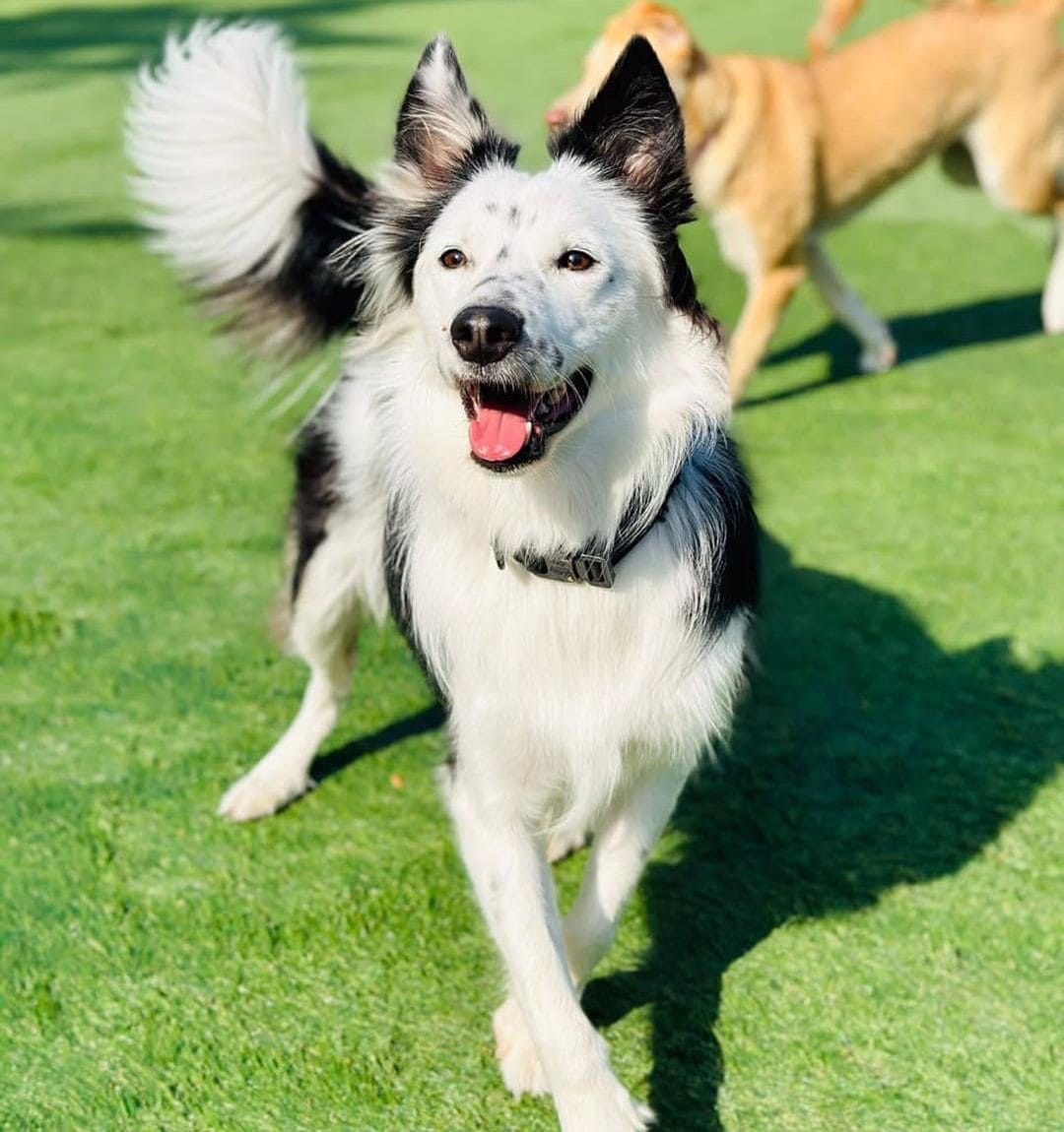 笑顔なボーダーコリー