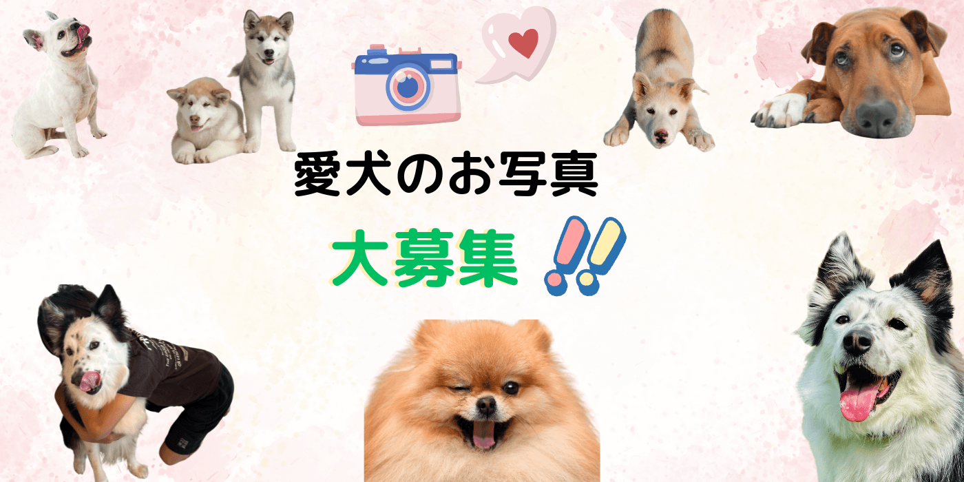愛犬のお写真大募集