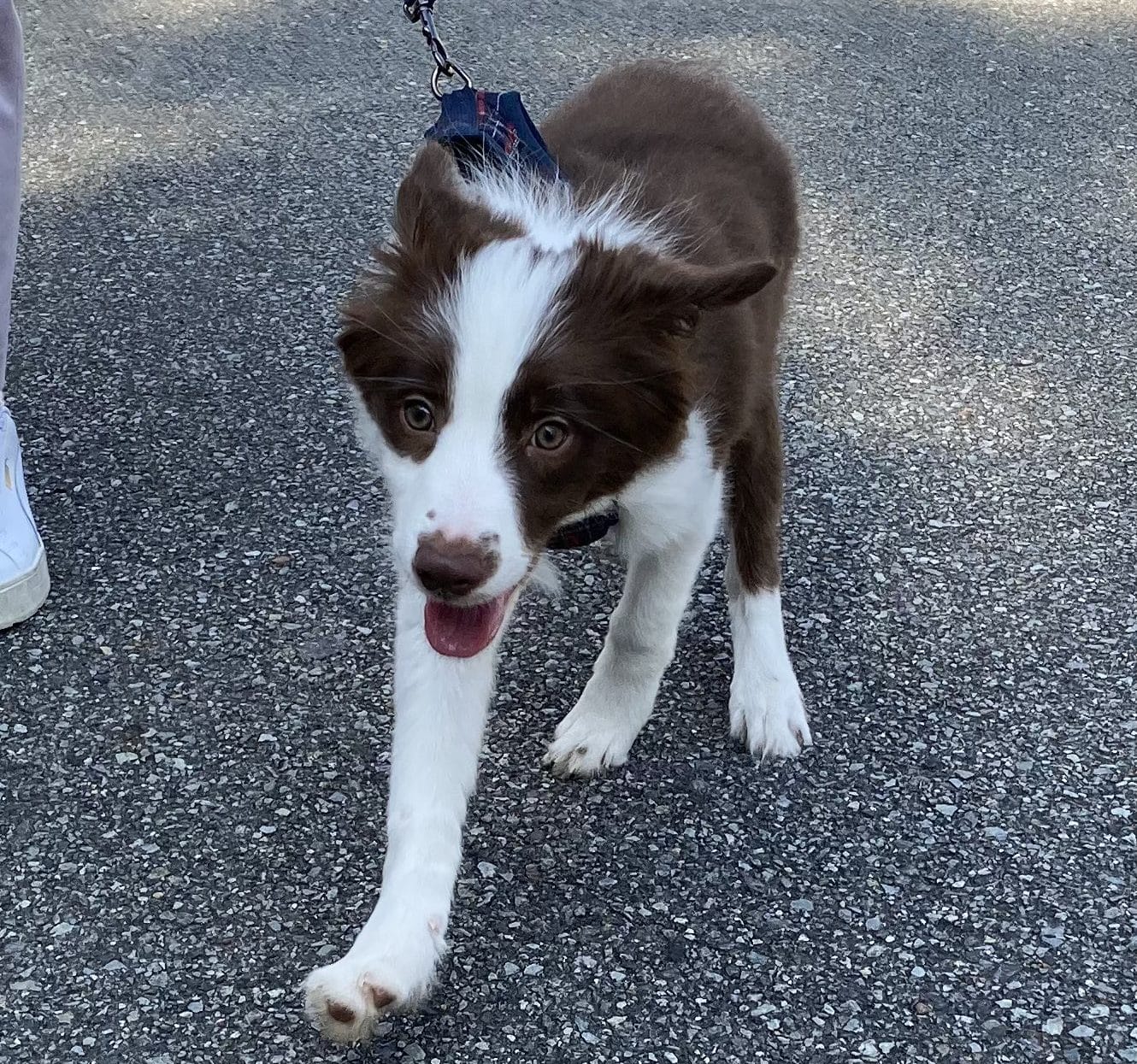 お散歩中のボーダーコリーの子犬