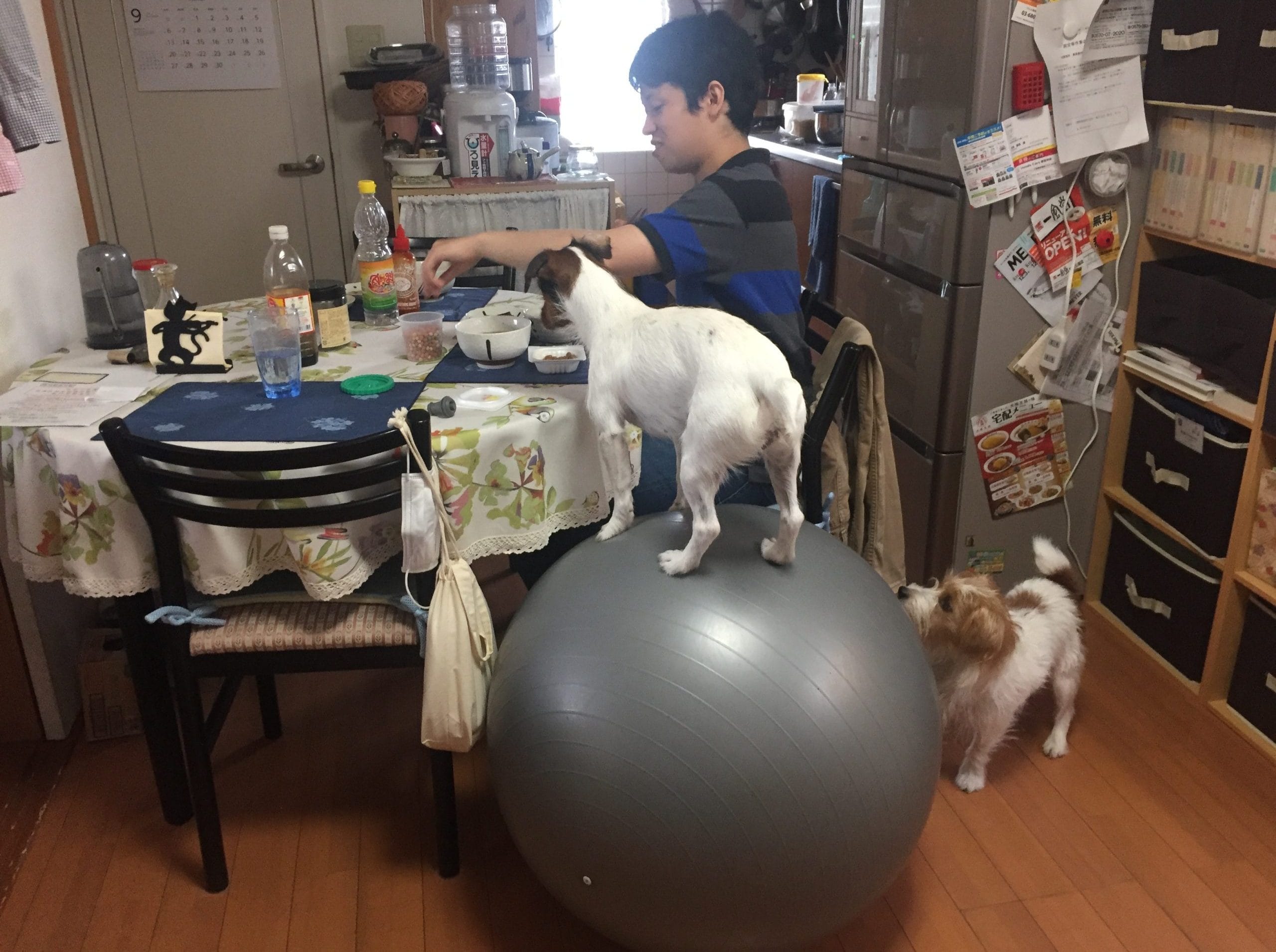 バランスボールに乗るジャックラッセルテリア