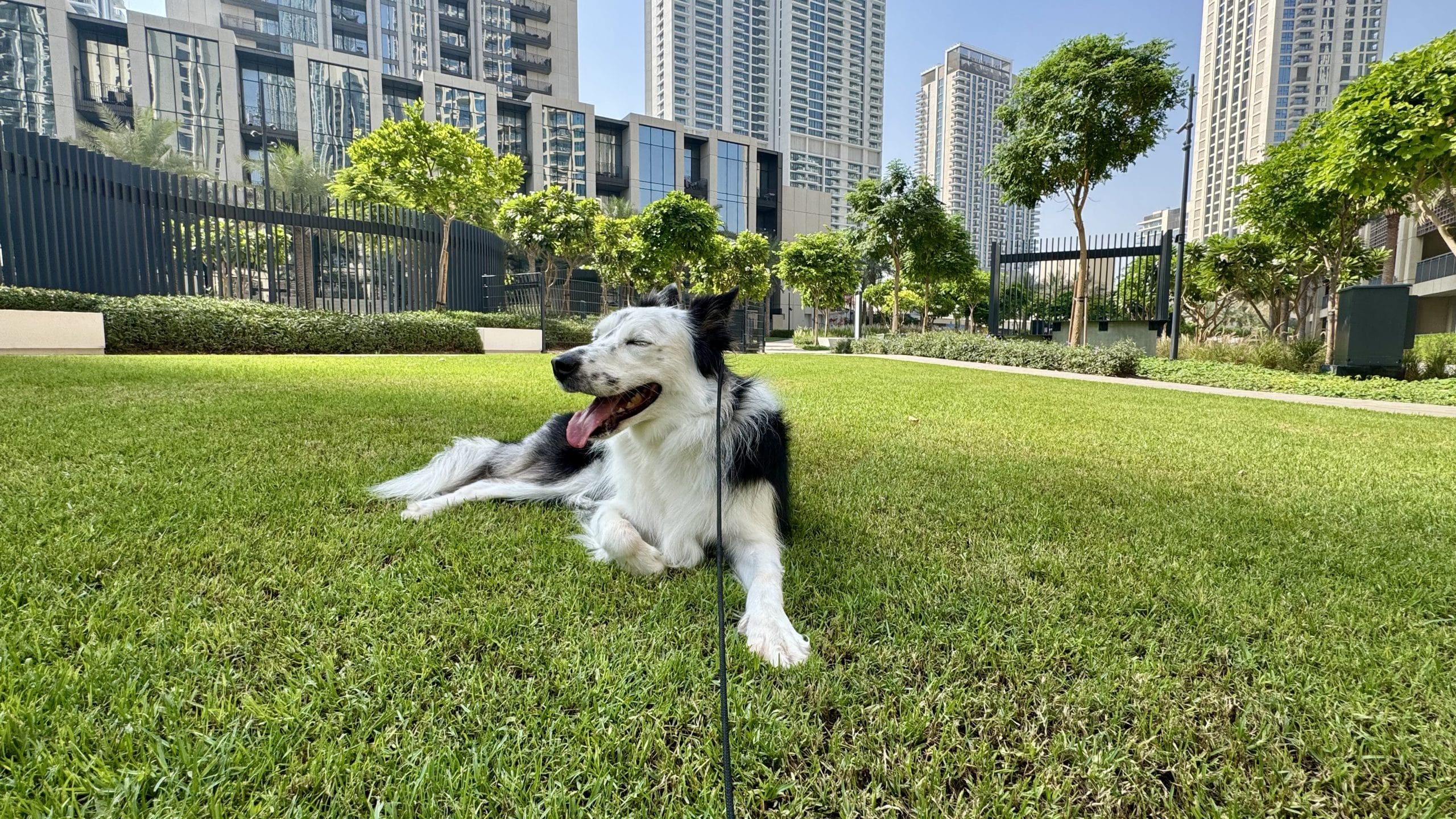 ドバイの夏に散歩する犬