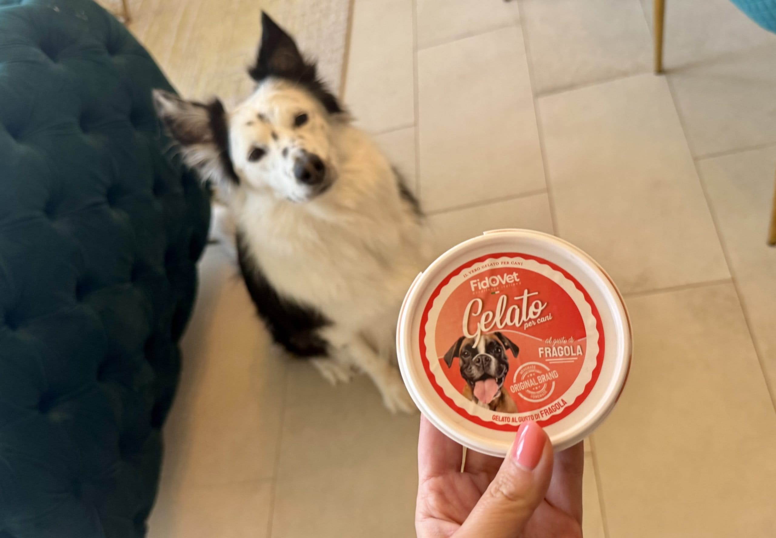 犬と犬用アイスクリーム