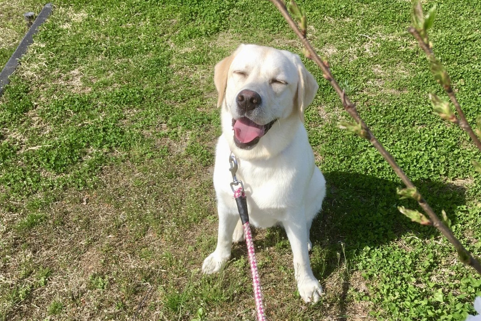 ラブラドールのゆめちゃんの笑顔