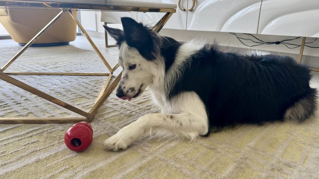 KONGに夢中な愛犬