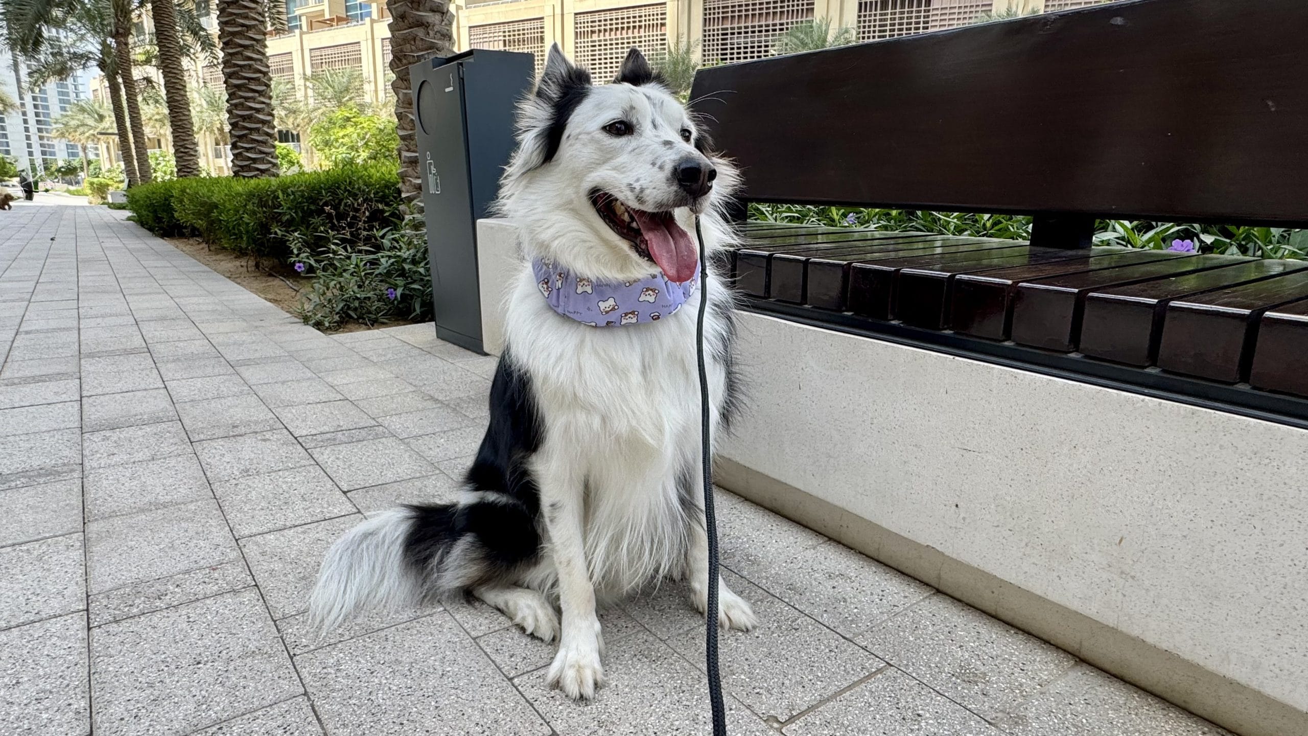 中型犬や大型犬におすすめのネッククーラー