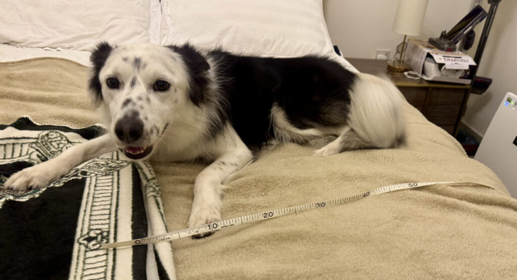 大きさを測るボーダーコリー