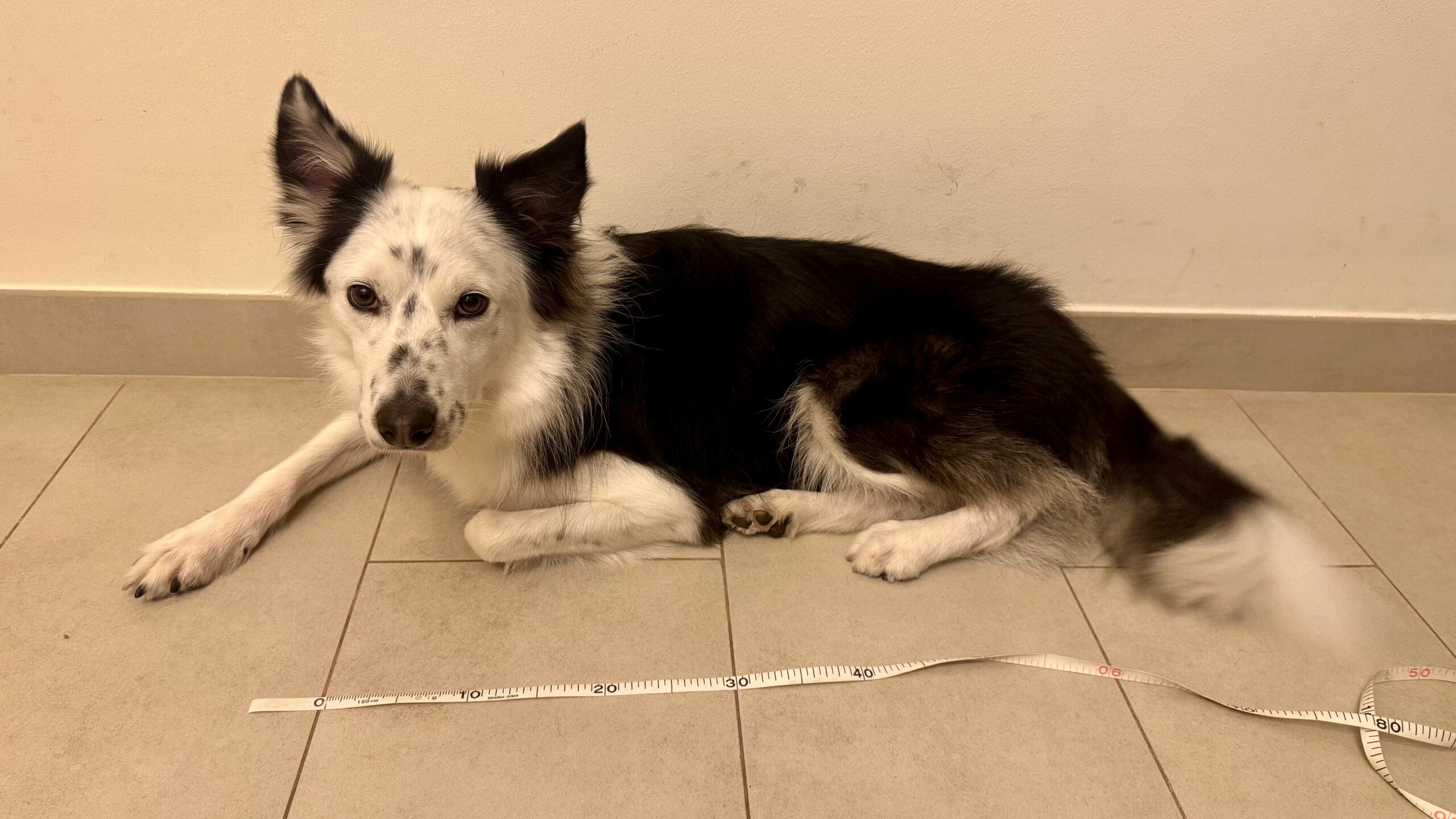 サイズを測られているボーダーコリー