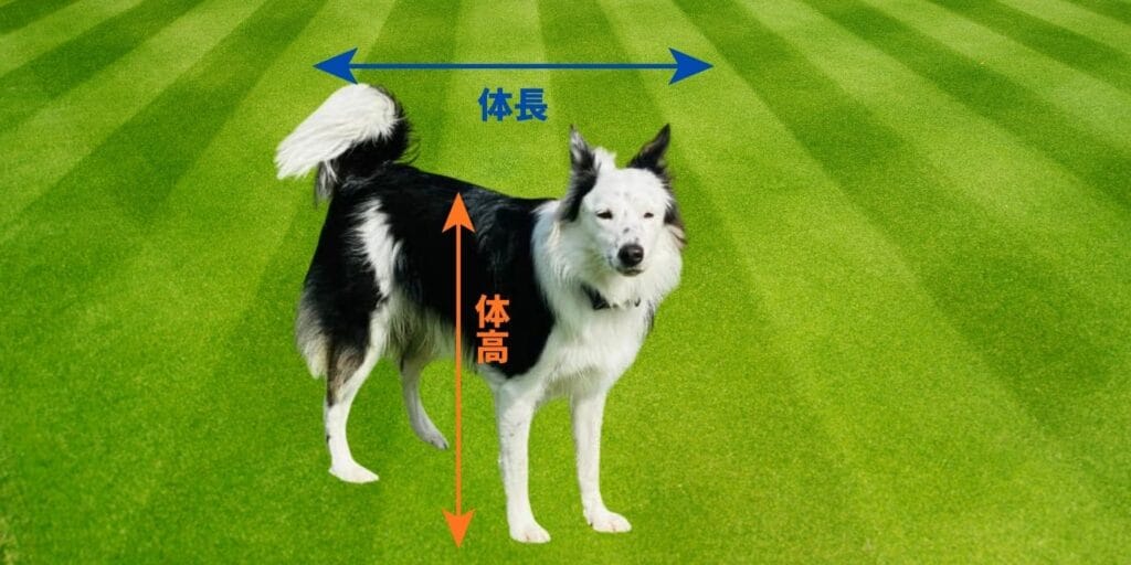 ボーダーコリー体高・体長