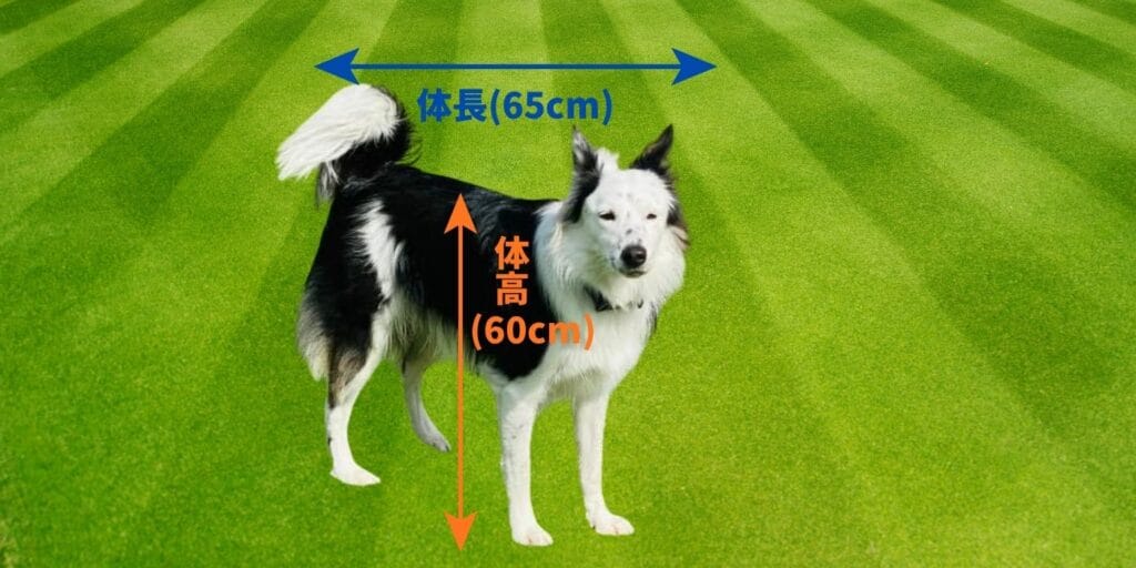 愛犬の体高・体長