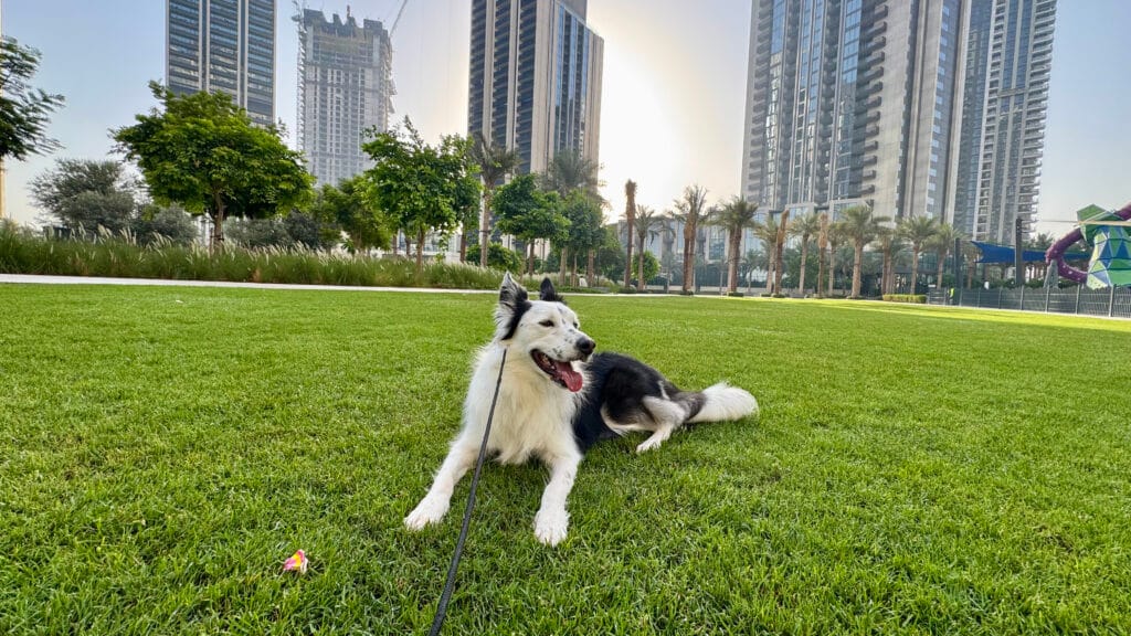 ドバイの12月:愛犬とのお散歩