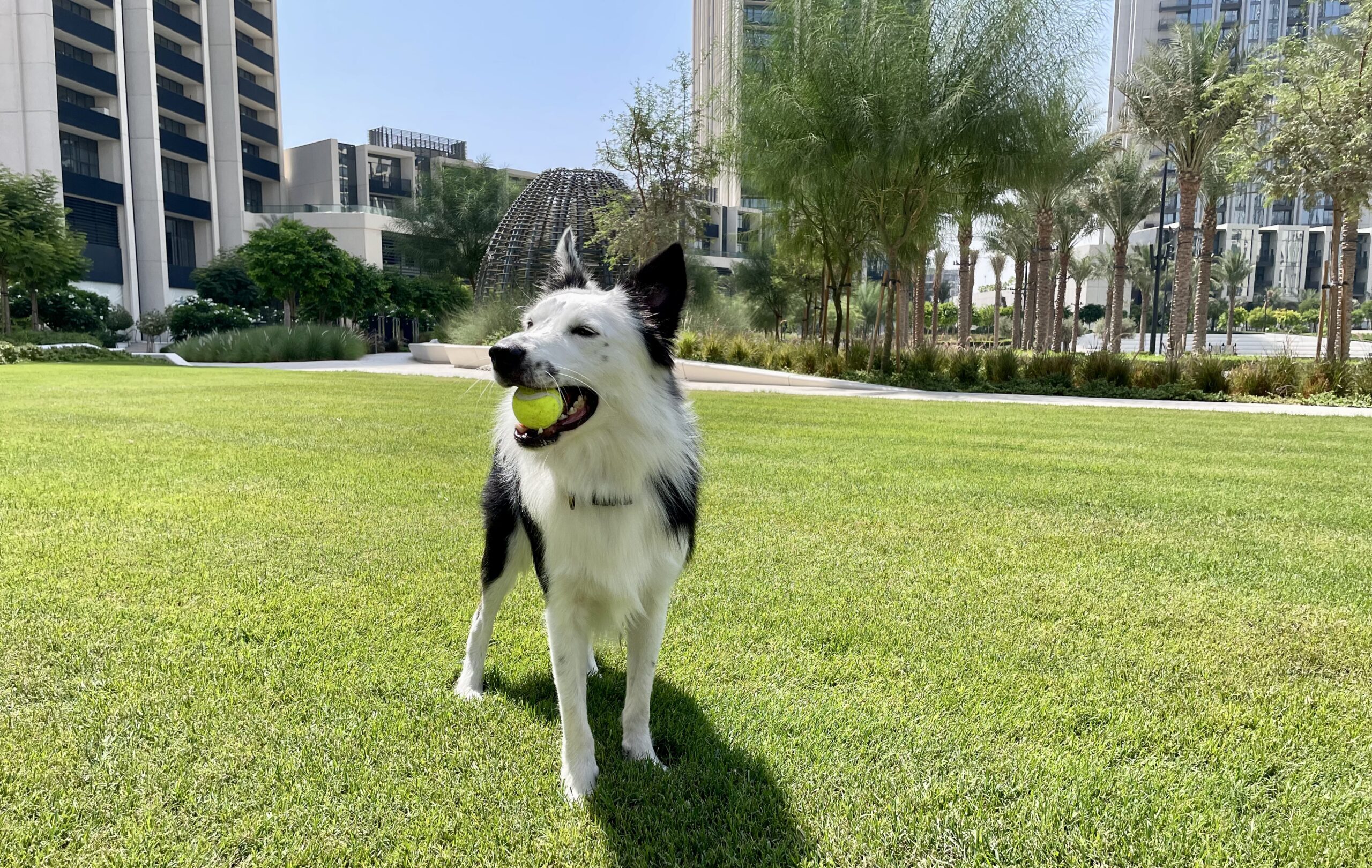 ボール遊びをするボーダーコリー