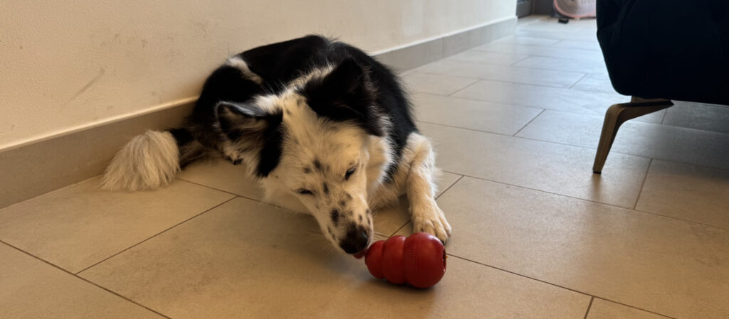 知育おもちゃ：トングで遊ぶ愛犬