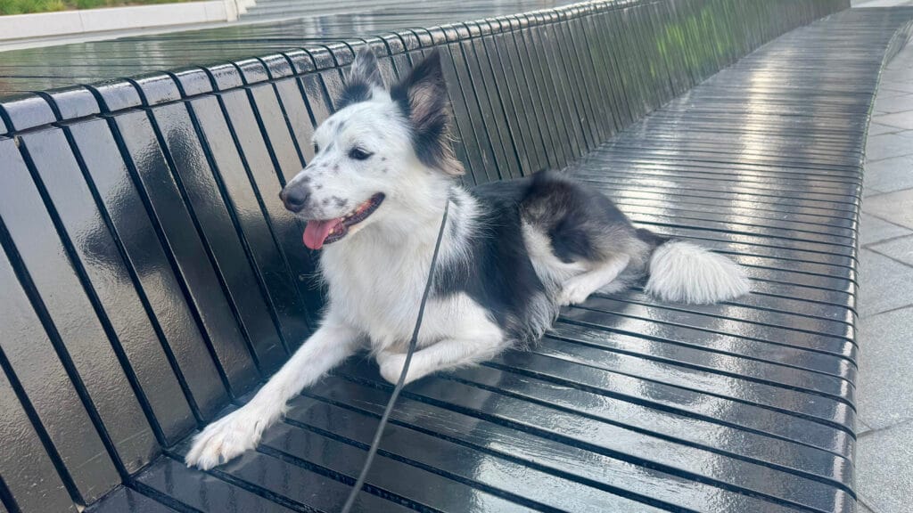 外でリラックスするボーダーコリー