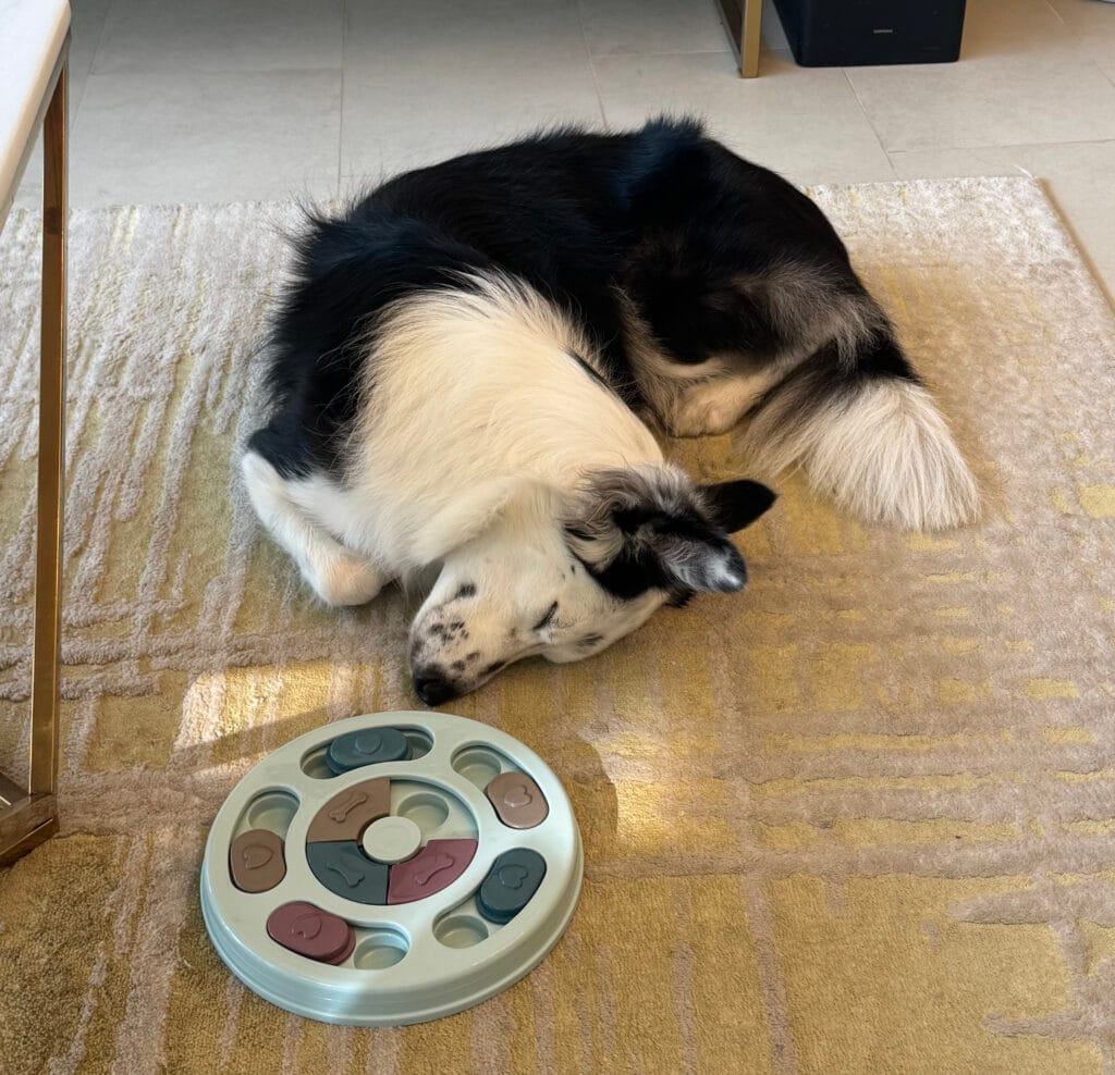 犬用パズル式知育玩具で遊んで疲れて寝てしまった愛犬