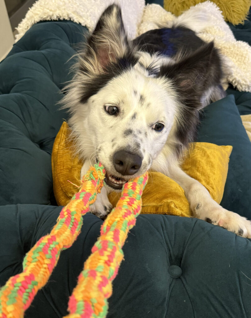 ロープで遊ぶボーダーコリー