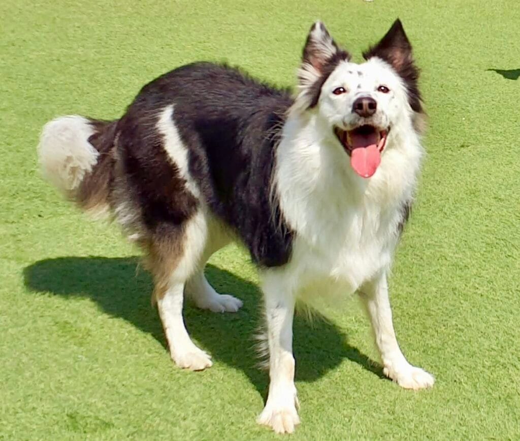 運動好きなボーダーコリー