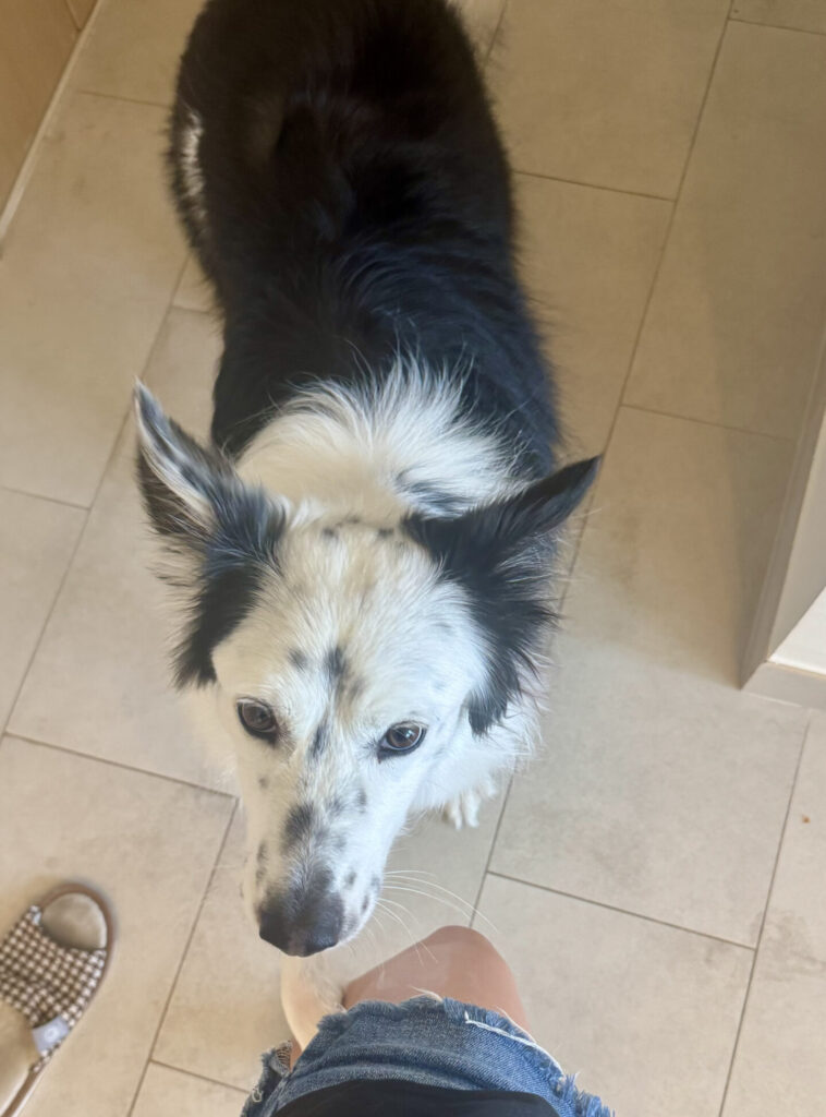 構って欲しがるボーダーコリー
