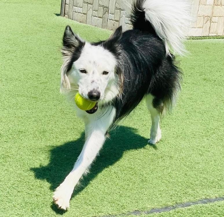 運動するボーダーコリー