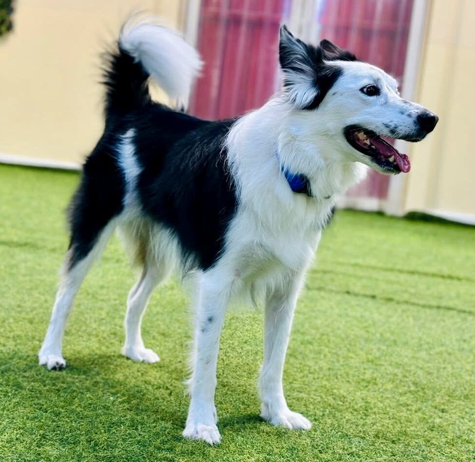 運動好きなボーダーコリー