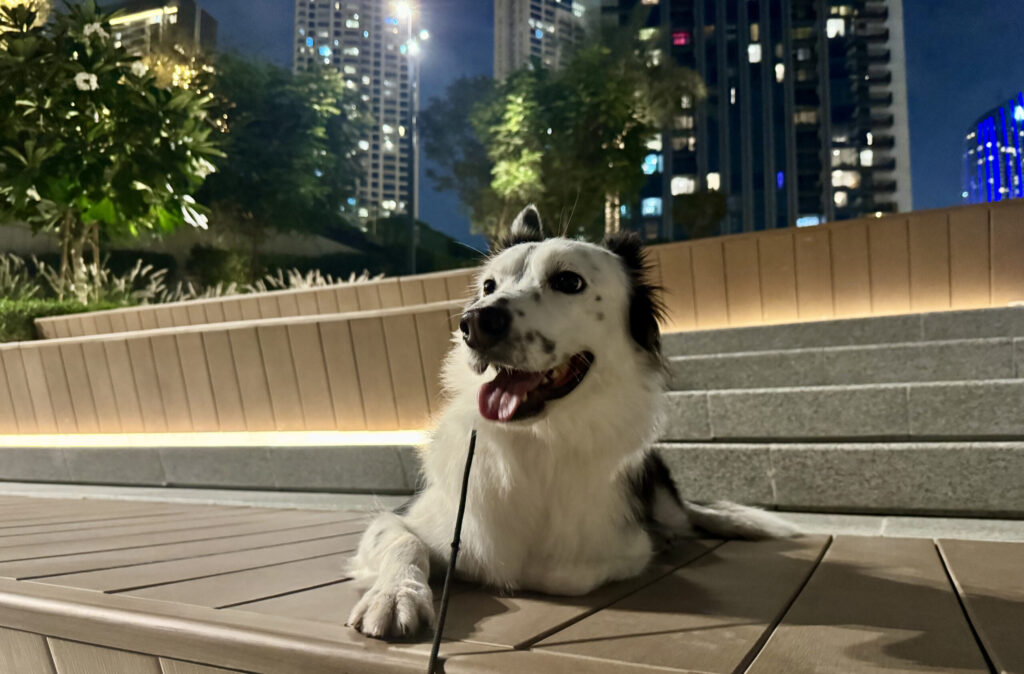 お散歩中のボーダーコリー