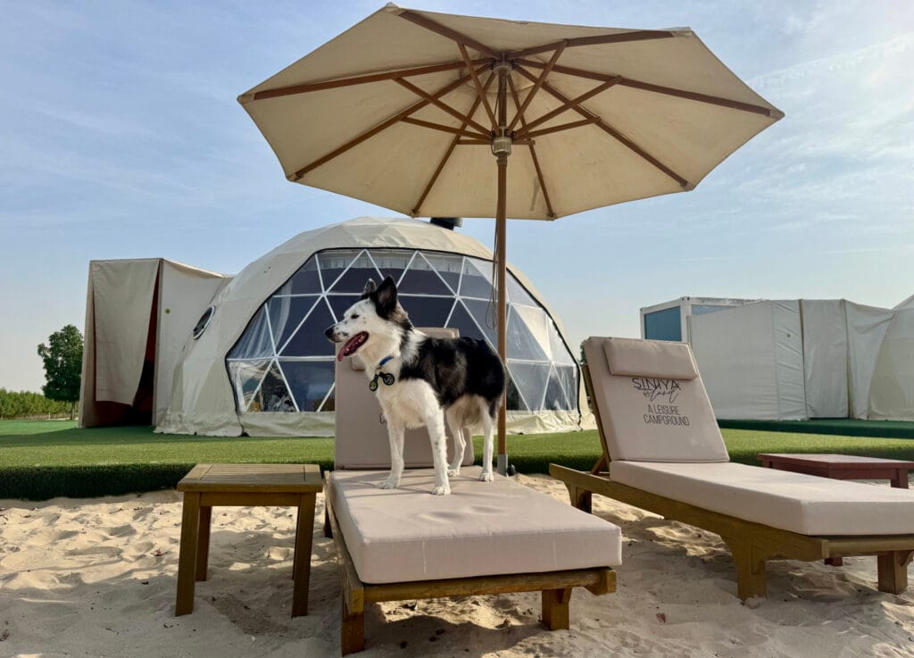 ドバイ近郊：ペット可キャンプ宿泊施設