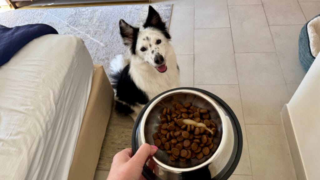 愛犬の関節ケア用サプリメント